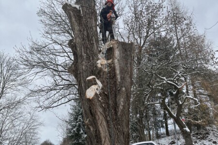 Kácení bez rizik